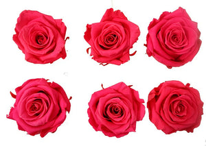 Medium: Fuchsia Rosas Preservadas * 6 cabezas de rosas