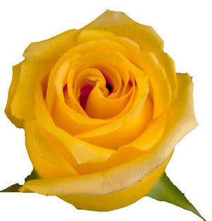 Hummer Ecuadorian rose 