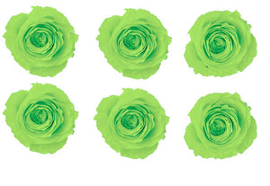 Medium: Lime Green Rosas Preservadas * 6 Cabezas de rosas