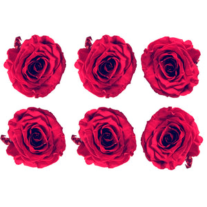 Medium: Magenta Rosas Preservadas  * 6 Cabezas de rosas