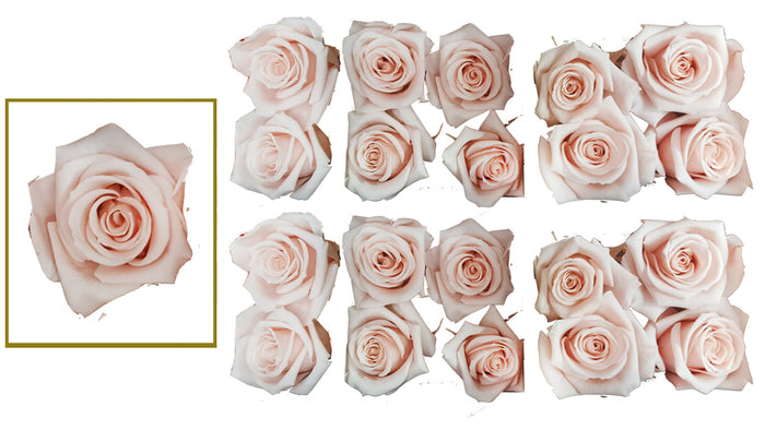 Mini Rosas: Blush Pink   Mini Rosas Preservadas  * 20 cabezas de rosas