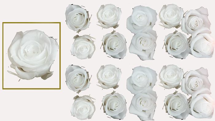 Mini Rosas: Pure White   Mini Rosas Preservadas  * 20 cabezas de rosas