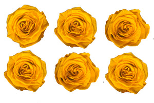 Medium: Mustard Yellow Rosas Preservadas  * 6 Cabezas de rosas