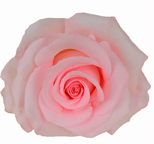 Bouquet 50 rosas Novia pink
