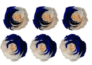Medium: Nude & Royal Blue Rosas Preservadas * 6 cabezas de rosas