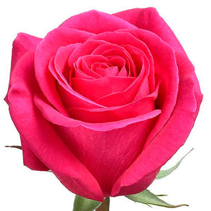 Bouquet 50 rosas Hot Pink Floyd