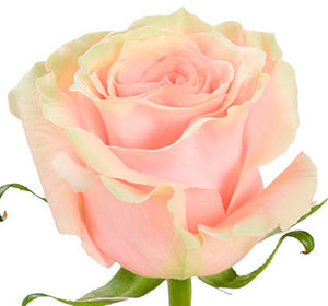 Bouquet 50 rosas Pink Mondial