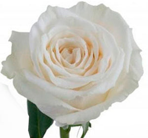 Bouquet 50 rosas Playa Blanca white