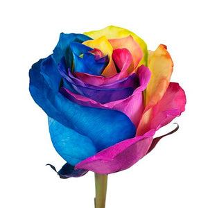 Rainbow Tinted Rose