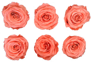 Medium: Salmon  Rosas Preservada * 6 cabezas de rosas