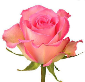 Bouquet 50 rosas Sweet Unique