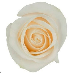 Bouquet 50 rosas Vendela white