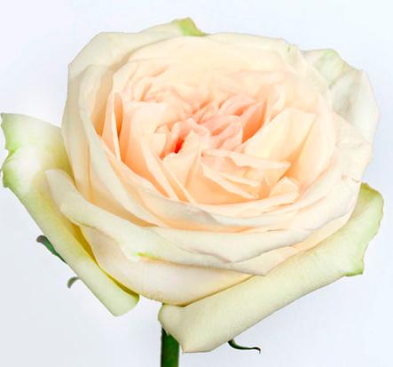 White Garden Rose