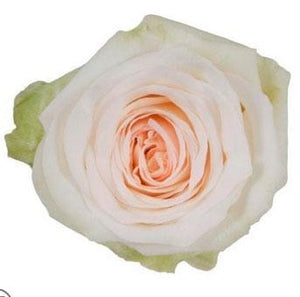 White Garden Rose 